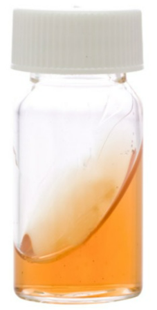 Himedia Urea Agar Slant 25 Vial Pack