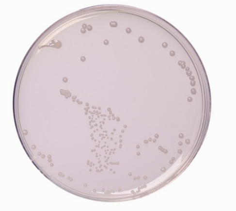 Related Product - 4062