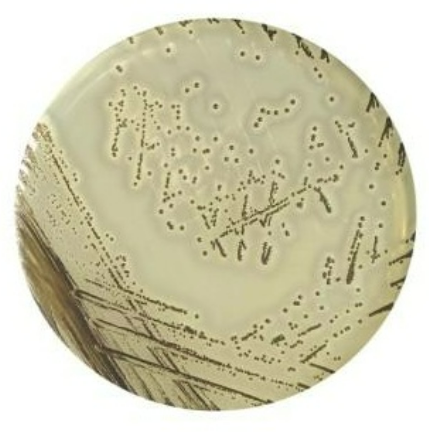 Related Product - 4064