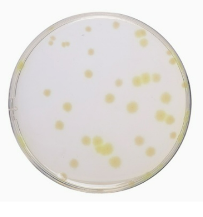 Related Product - 4071