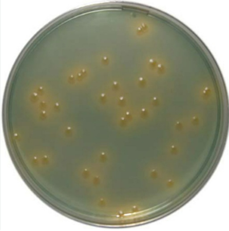 Related Product - 3560