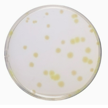 Related Product - 4070