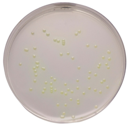 Ausmedia Pseudomonas CFC Agar Plates pk/20 plate