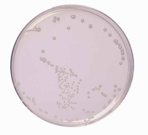 Ausmedia R2A Agar 10 plates/pack