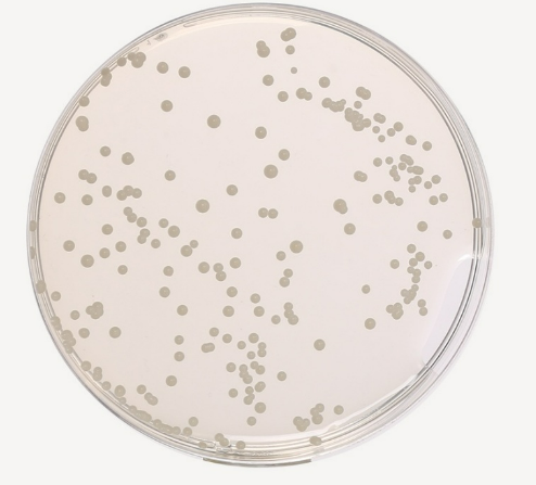 Related Product - 4069