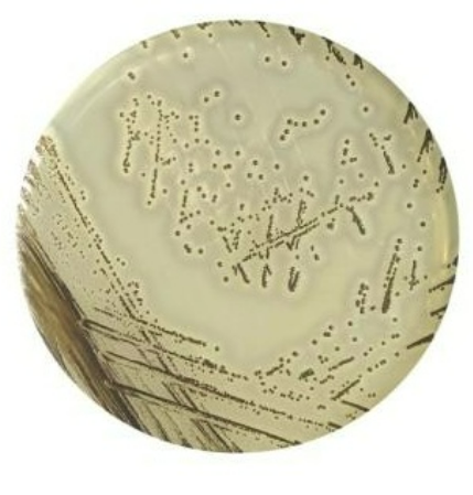 Related Product - 4065